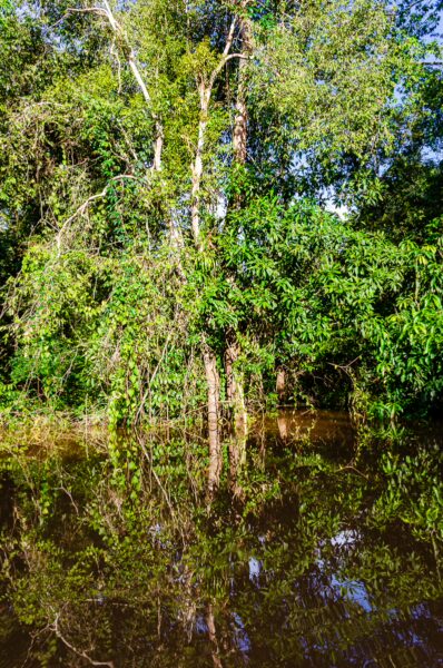 Lush green trees and vibrant foliage reflect in the calm waters of Gamboa Nature Reserve, Loreto, Peru.