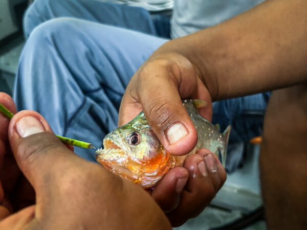 Piranha held in hands with vibrant orange and silver scales, set against the backdrop of Gamboa Nature Reserve, Loreto, Peru.