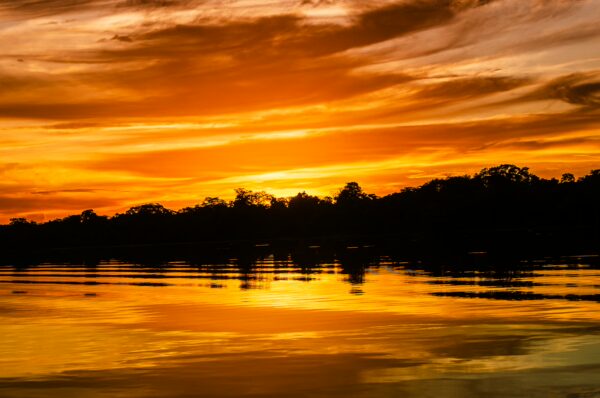 Caiman at sunset reflecting golden hues over the tranquil waters of Gamboa Nature Reserve in Loreto, Peru.
