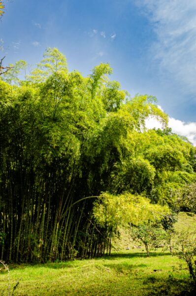 Lush green bamboo towering against a bright blue sky near the Santa Rita Waterfalls in Salento, Quindío, Colombia.