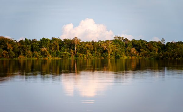 Caiman reflected in the calm waters of Lake Gamboa, surrounded by lush greenery in Loreto, Peru.