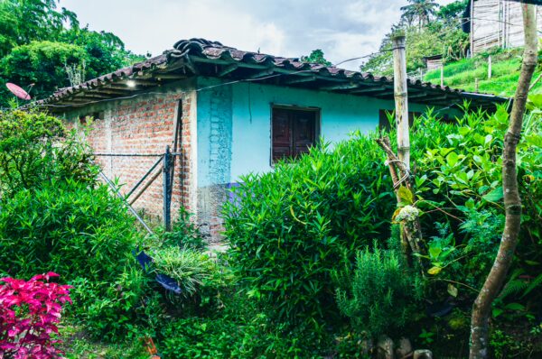 Vibrant green plants frame a rustic adobe house with a blue exterior in Salento, Quindio, Colombia, creating a charming rural scene.