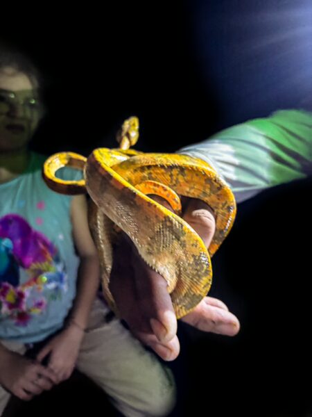 Bright yellow boa constrictor held in hand against a dark background, with a person visible in the lower corner, Gamboa Nature Reserve, Loreto, Peru.
