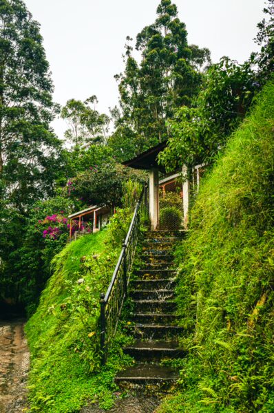 Lush green hillside with a winding stairway, surrounded by vibrant flowers and dense trees in Salento, Quindío, Colombia.