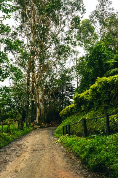 Lush green hillsides lined with tall eucalyptus trees along a dirt road in Salento, Quindío, Colombia.