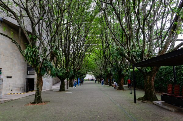 Tree-lined walkway in Parque de los Pies Descalzos in central Medellín, with a paved path and people sitting and walking under the canopy