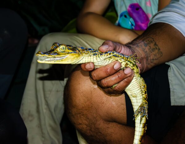 A person holds a small caiman, showcasing its vibrant yellow and green skin, in Gamboa Nature Reserve, Loreto, Peru.