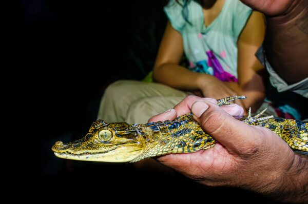 Caiman held gently in hand, showcasing intricate scales and bright eyes at Gamboa Nature Reserve, Loreto, Peru.