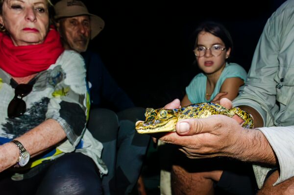 Caiman held by a guide as curious visitors observe in Gamboa Nature Reserve, Loreto, Peru, highlighting the richness of local wildlife.