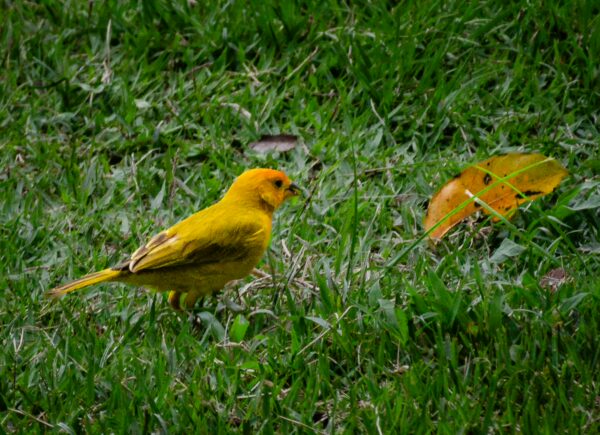 A vibrant yellow saffron finch stands on green grass in Medellín, Colombia, near a fallen orange leaf.