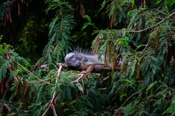 Iguana resting among lush green foliage in Medellín, Antioquia, Colombia, showcasing vibrant tropical vegetation.