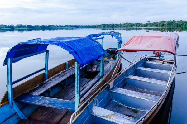 Colorful boats with blue and red canopies are moored by the calm waters of Pirana Lake in Gamboa Nature Reserve, Loreto, Peru.