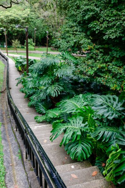 Lush, green vegetation lines a winding pathway in Pueblito Paisa, surrounded by dense trees in Medellín, Antioquia.