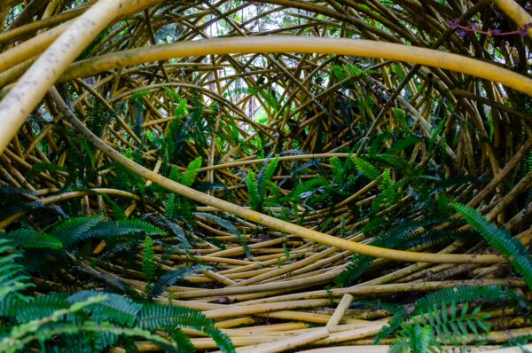 Lush green ferns and curved bamboo stalks create a natural tunnel-like pathway in Arvi Park, Medellín, showcasing vibrant flora.