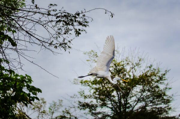 Great egret in flight above lush greenery at Gamboa Nature Reserve, Loreto, Peru, with a cloudy sky backdrop.