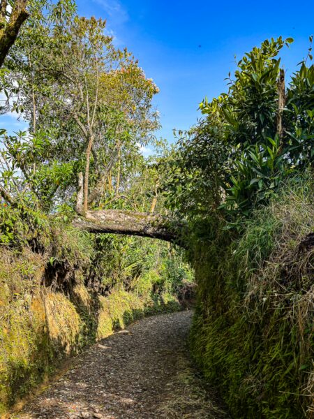 Lush greenery lines a dirt path in Salento, Quindio, Colombia, with a natural bridge formed by tree branches overhead.