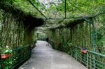A lush green pathway in Arví Park, Medellín, adorned with climbing plants and hanging flower pots, inviting visitors to explore nature.