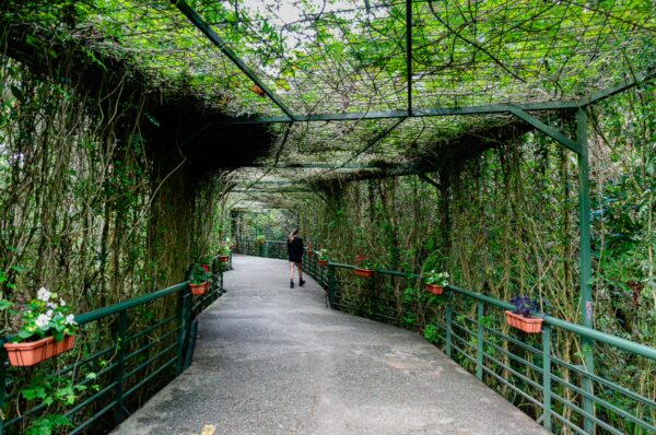 A lush green pathway in Arví Park, Medellín, adorned with climbing plants and hanging flower pots, inviting visitors to explore nature.