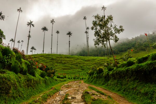 Tall wax palms rise above the lush green landscape of Cocora Valley, Quindío, Colombia, under a misty sky.