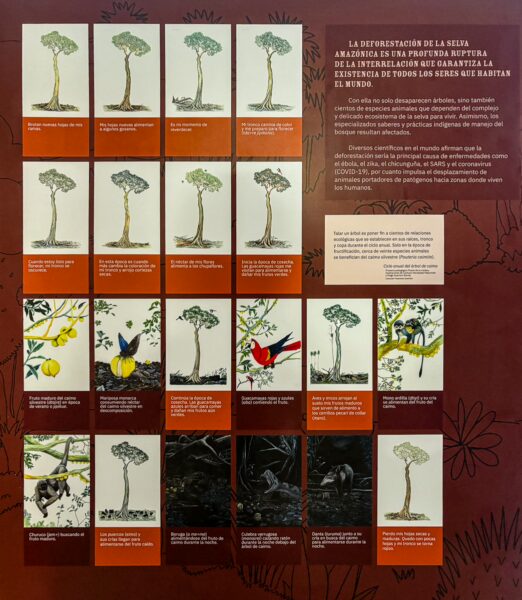 Ethnographic museum exhibit in Leticia, Amazonas showcases vibrant illustrations of local flora and fauna with informative descriptions.