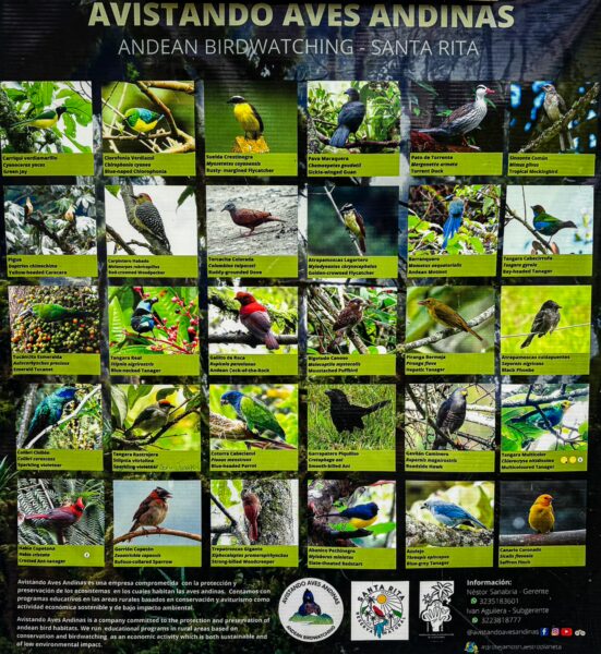 Colorful birdwatching chart showcasing various species in vibrant greens, promoting Andean birdwatching in Santa Rita, Salento, Quindio, Colombia.