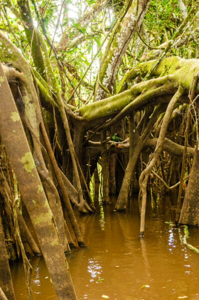 Lush mangrove roots intertwine over murky water in Gamboa Nature Reserve, showcasing the vibrant ecosystem of Loreto, Peru.