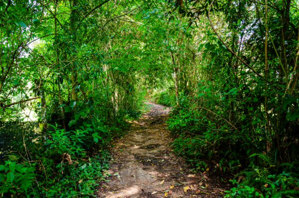 Lush green foliage lines a narrow trail in Salento, Quindío, Colombia, inviting exploration through the vibrant jungle.