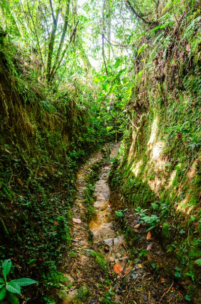 Lush green vegetation lines a winding dirt path in Salento, Quindío, Colombia, showcasing the region's vibrant tropical landscape.
