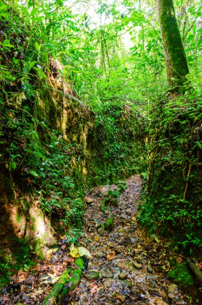 Lush green foliage lines the narrow trail in Salento, Quindio, Colombia, showcasing vibrant jungle textures and earth tones.
