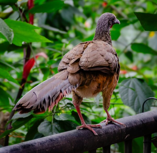 Speckled chachalaca perched on a railing with lush green foliage behind it