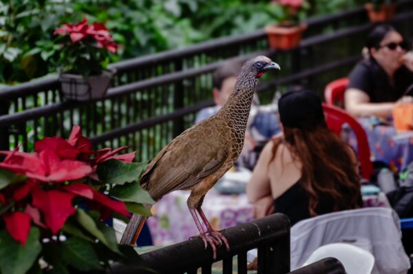 Speckled chachalaca perched on a railing beside diners at Pueblito Paisa