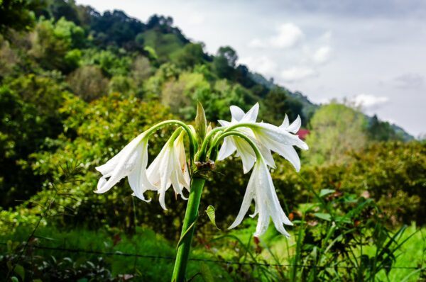Delicate white flowers bloom amid lush greenery in Salento, Quindio, Colombia, highlighting the region’s vibrant flora.