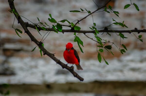 Vermilion flycatcher perched on a branch in San Lorenzo Cemetery