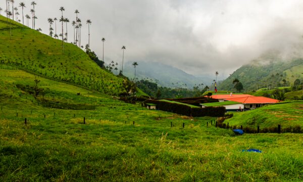 Lush green hills showcase the iconic wax palms in Cocora Valley, Quindío, Colombia, with a charming house nestled among the landscape.