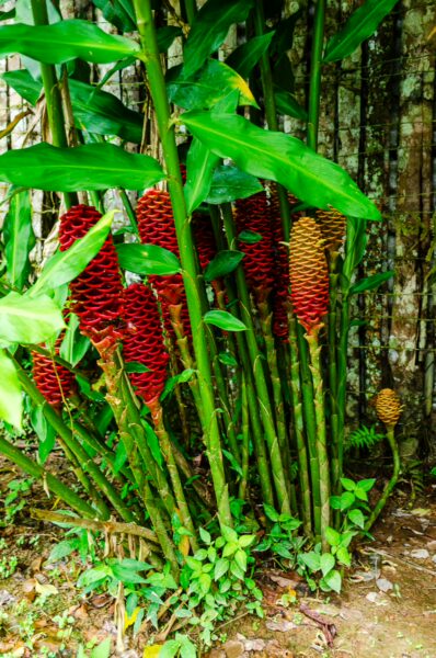 Vibrant red and yellow ginger plants thrive amidst lush green foliage in Puerto Narino, Amazonas, Colombia.