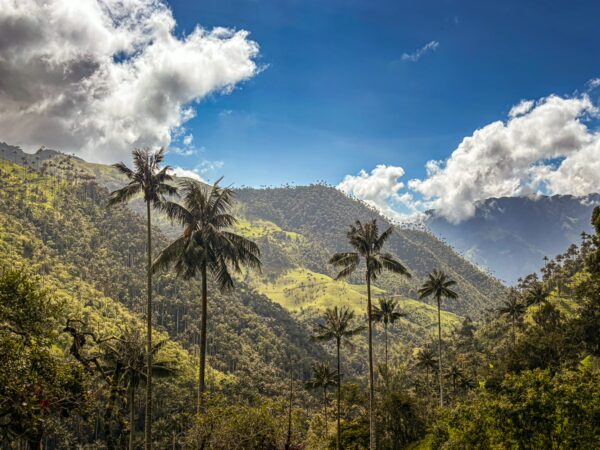 Lush green mountains and tall palm trees set against a bright blue sky in Carbonera Valley, Quindio, Colombia.