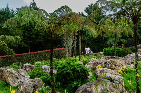 Lush greenery and vibrant yellow flowers thrive among rocks in Arvi Park, Medellin, with ferns and trees creating a tranquil atmosphere.