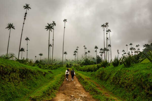 Tall wax palms rise above a lush, green path in Cocora Valley, Quindio, Colombia, under a dramatic, cloudy sky.