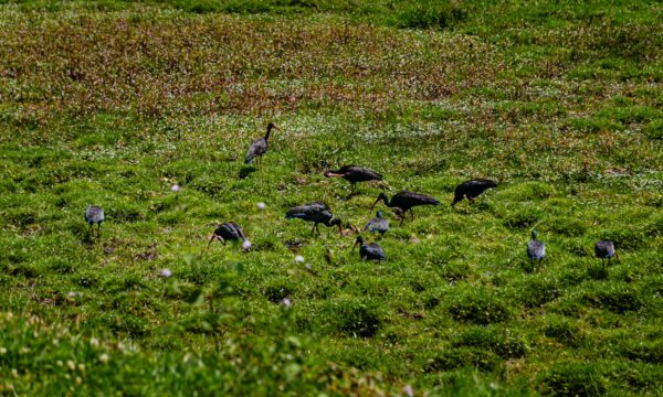 Black and white birds forage in the lush green fields near Santa Rita Waterfalls, Salento, Quindío, Colombia.