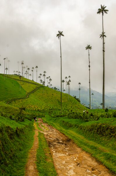 Tall wax palms line the lush green hills of Cocora Valley, Quindío, Colombia, under a cloudy sky. A scenic dirt path winds through.