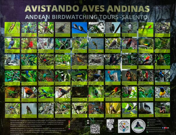 Colorful birdwatching guide featuring Andean species in Salento, showcasing various birds among lush green landscapes.
