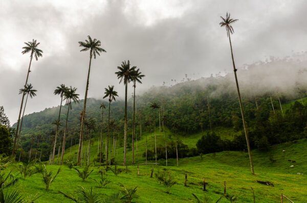 Tall wax palms rise among lush green hills in Cocora Valley, Quindio, Colombia, shrouded in mist under a cloudy sky.