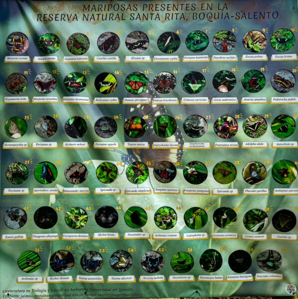 Colorful butterfly display at Santa Rita Waterfalls, showcasing diverse species found in Salento, Quindio, Colombia.