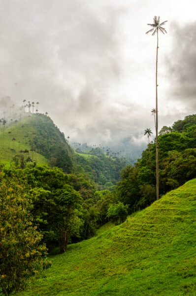 Tall wax palm towers over lush green hills in Cocora Valley, Quindio, Colombia, surrounded by misty clouds.