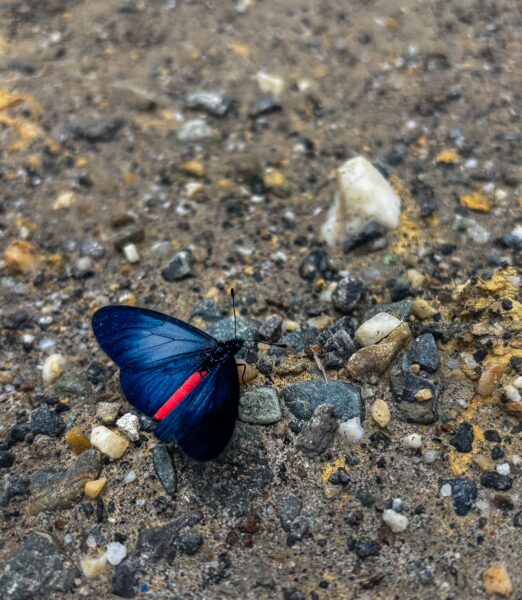 A vibrant blue butterfly with red accents rests on the ground of Arvi Park in Medellín, Antioquia, surrounded by pebbles and dirt.