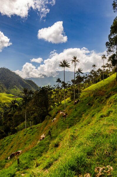 Lush green hills and vibrant clouds tower over Carbonera Valley, Quindío, Colombia, dotted with towering palm trees and grazing cows.