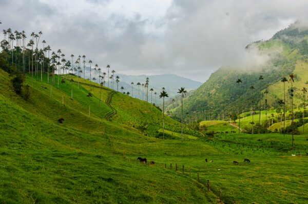Cocora Valley features vibrant green hills blanketed in palm trees, with a misty backdrop of mountains in Quindío, Colombia.