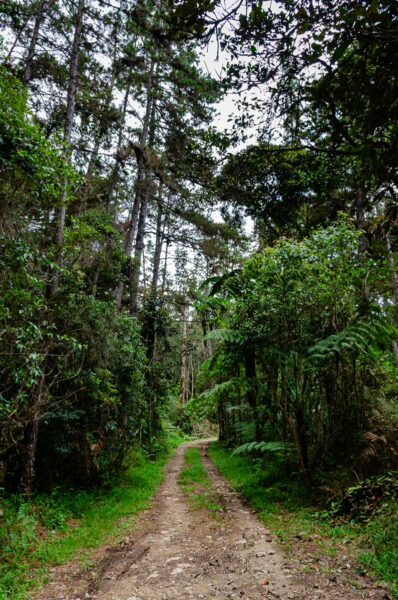 Lush greenery lines a winding dirt path through Arvi Park in Medellín, Antioquia, showcasing the area's natural beauty.