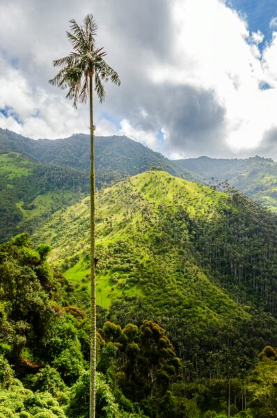 Tall wax palm amidst lush green hills, under a dramatic sky in Carbonera Valley, Quindío, Colombia.