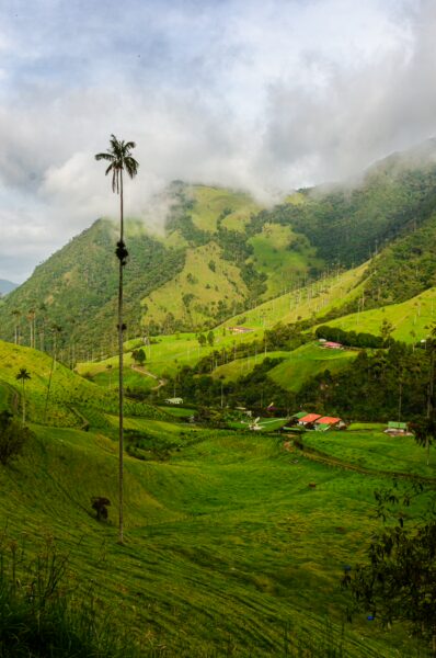 Cocora Valley showcases vibrant green hills and a tall wax palm against a cloudy sky in Quindio, Colombia.